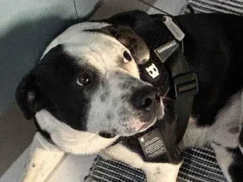 Cachorro ra a SRD-ViraLata idade 7 a 11 meses nome Revoada