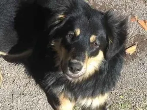 Cachorro raça SRD-ViraLata idade 6 ou mais anos nome Luck