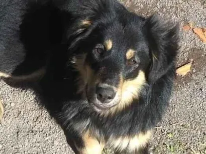 Cachorro raça SRD-ViraLata idade 6 ou mais anos nome Luck