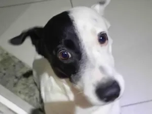 Cachorro raça SRD-ViraLata idade 3 anos nome zuko