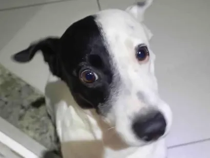 Cachorro raça SRD-ViraLata idade 3 anos nome zuko
