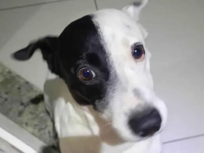 Cachorro ra a SRD-ViraLata idade 3 anos nome zuko