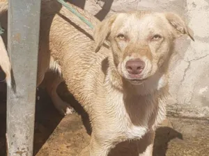 Cachorro raça SRD-ViraLata idade 7 a 11 meses nome Paçoca