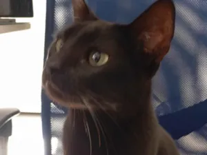Gato raça SRD-ViraLata idade 3 anos nome Pantera 