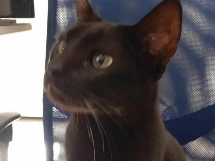 Gato ra a SRD-ViraLata idade 3 anos nome Pantera 