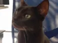 Pantera