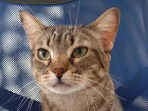 Gato raça SRD-ViraLata idade 5 anos nome Lua