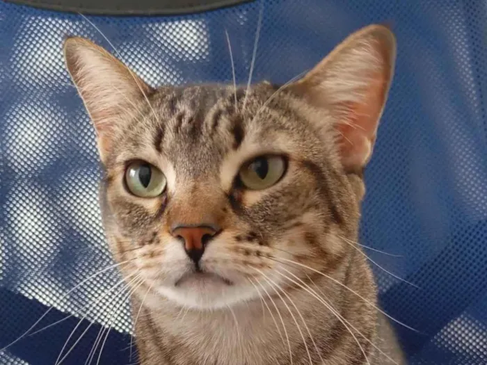 Gato ra a SRD-ViraLata idade 5 anos nome Lua