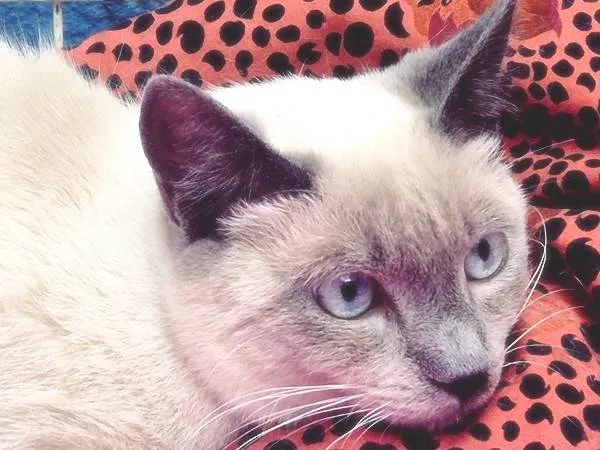 Gato ra a SRD-ViraLata idade 7 a 11 meses nome CELINHO MIX