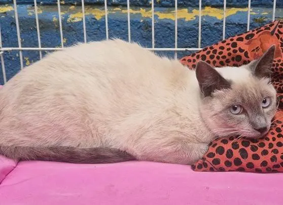 Gato ra a SRD-ViraLata idade 7 a 11 meses nome CELINHO MIX