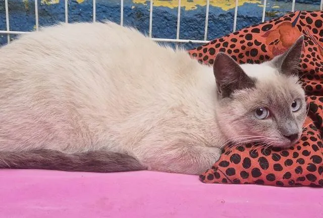 Gato ra a SRD-ViraLata idade 7 a 11 meses nome CELINHO MIX