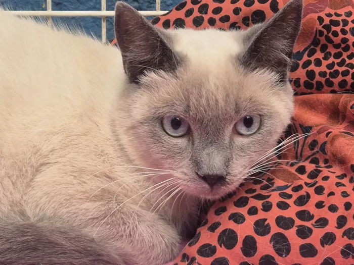 Gato ra a SRD-ViraLata idade 7 a 11 meses nome CELINHO MIX