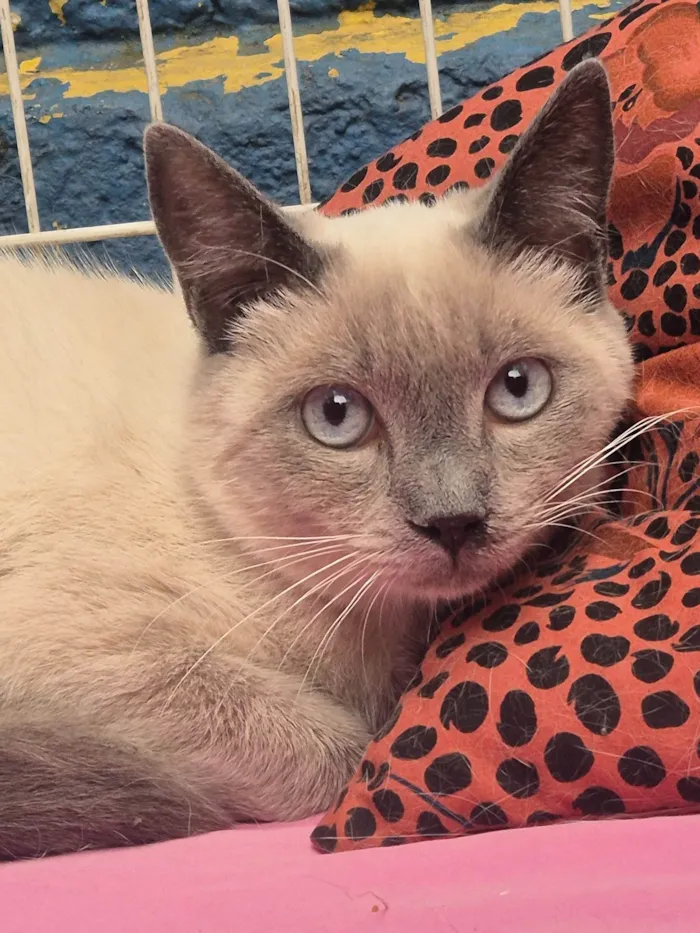 Gato ra a SRD-ViraLata idade 7 a 11 meses nome CELINHO MIX