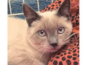 Gato raça SRD-ViraLata idade 7 a 11 meses nome CELINHO MIX