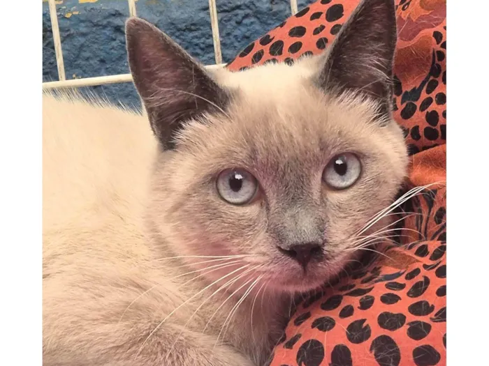 Gato ra a SRD-ViraLata idade 7 a 11 meses nome CELINHO MIX