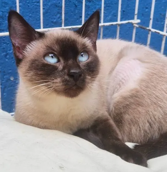 Gato ra a Siamês idade 2 a 6 meses nome LILI SIAMESA