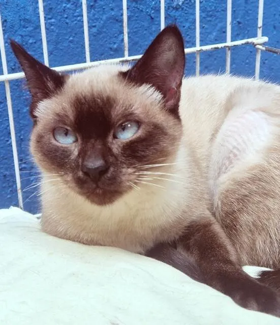 Gato ra a Siamês idade 2 a 6 meses nome LILI SIAMESA