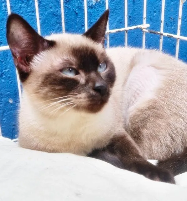 Gato ra a Siamês idade 2 a 6 meses nome LILI SIAMESA