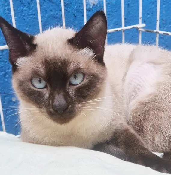 Gato ra a Siamês idade 2 a 6 meses nome LILI SIAMESA