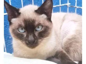 Gato raça Siamês idade 2 a 6 meses nome LILI SIAMESA