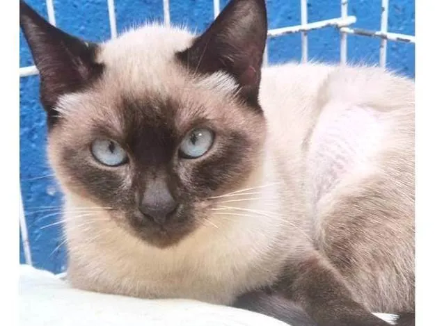 Gato ra a Siamês idade 2 a 6 meses nome LILI SIAMESA