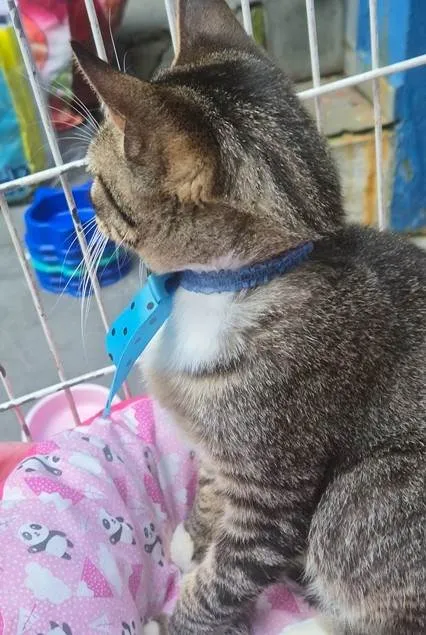 Gato ra a SRD-ViraLata idade 2 a 6 meses nome TOBIAS TED