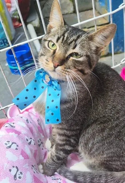 Gato ra a SRD-ViraLata idade 2 a 6 meses nome TOBIAS TED