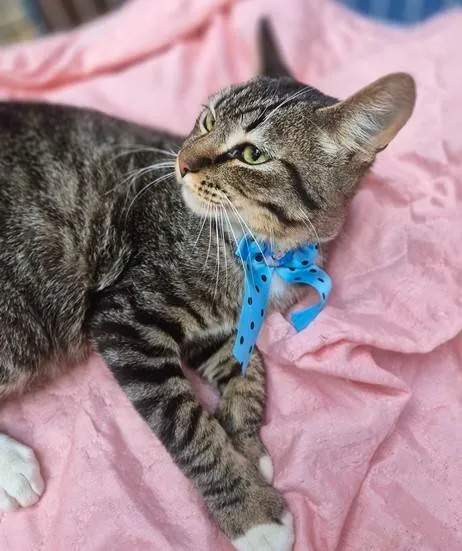 Gato ra a SRD-ViraLata idade 2 a 6 meses nome TOBIAS TED