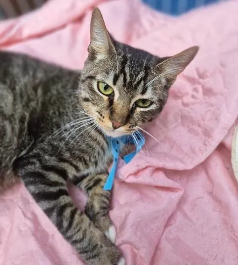 Gato ra a SRD-ViraLata idade 2 a 6 meses nome TOBIAS TED