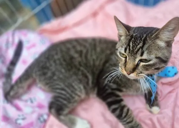 Gato ra a SRD-ViraLata idade 2 a 6 meses nome TOBIAS TED