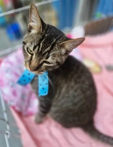 Gato ra a SRD-ViraLata idade 2 a 6 meses nome TOBIAS TED