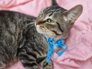 Gato raça SRD-ViraLata idade 2 a 6 meses nome TOBIAS TED