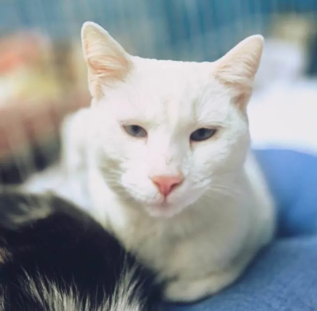Gato ra a SRD-ViraLata idade 7 a 11 meses nome GRETA WHITE