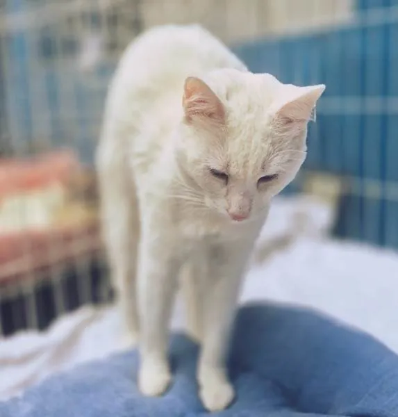 Gato ra a SRD-ViraLata idade 7 a 11 meses nome GRETA WHITE
