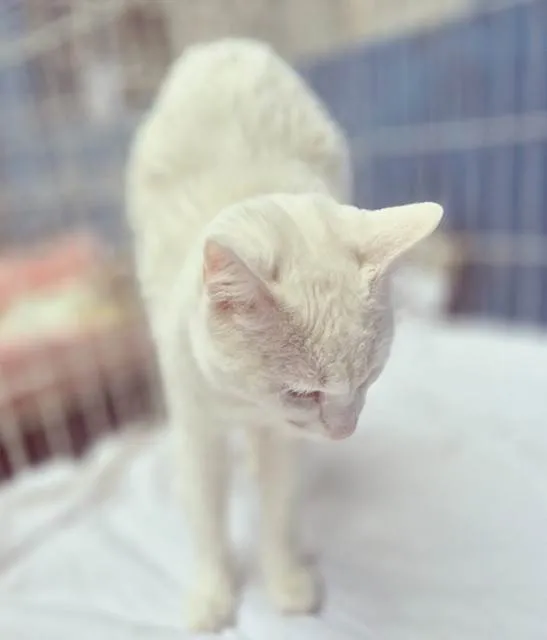 Gato ra a SRD-ViraLata idade 7 a 11 meses nome GRETA WHITE