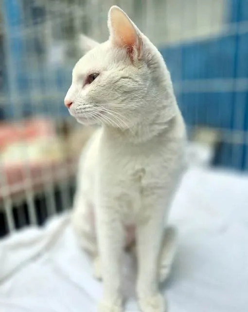 Gato ra a SRD-ViraLata idade 7 a 11 meses nome GRETA WHITE