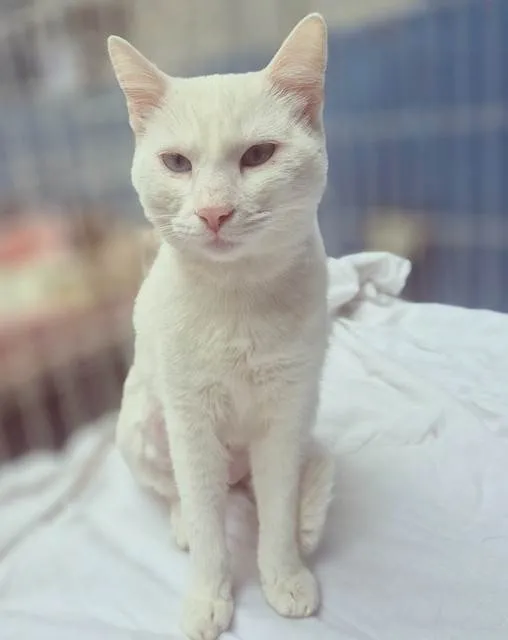 Gato ra a SRD-ViraLata idade 7 a 11 meses nome GRETA WHITE