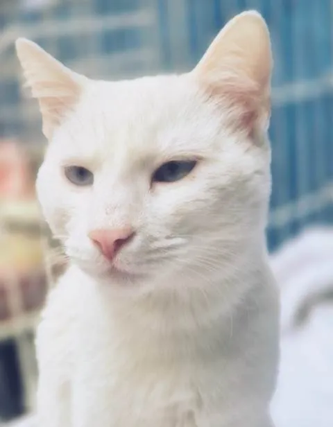 Gato ra a SRD-ViraLata idade 7 a 11 meses nome GRETA WHITE