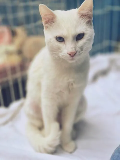 Gato ra a SRD-ViraLata idade 7 a 11 meses nome GRETA WHITE