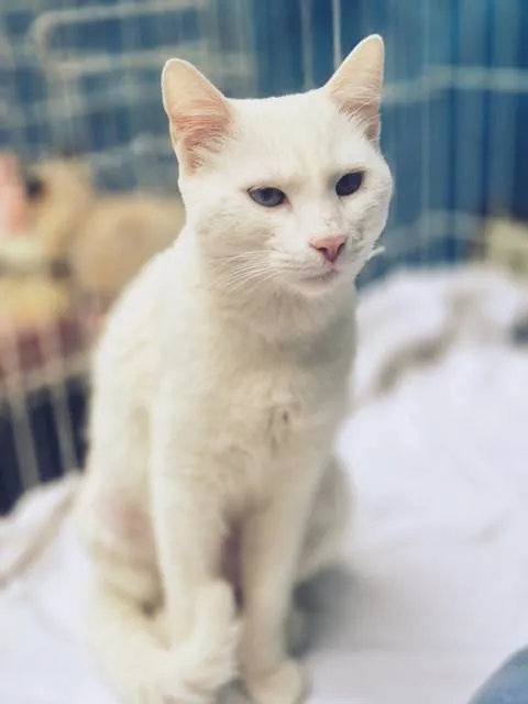 Gato ra a SRD-ViraLata idade 7 a 11 meses nome GRETA WHITE