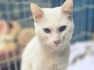 Gato raça SRD-ViraLata idade 7 a 11 meses nome GRETA WHITE
