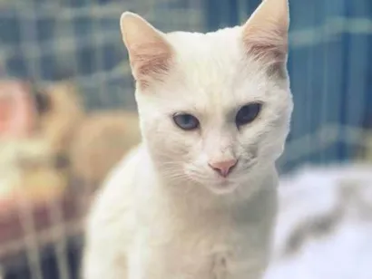 Gato raça SRD-ViraLata idade 7 a 11 meses nome GRETA WHITE