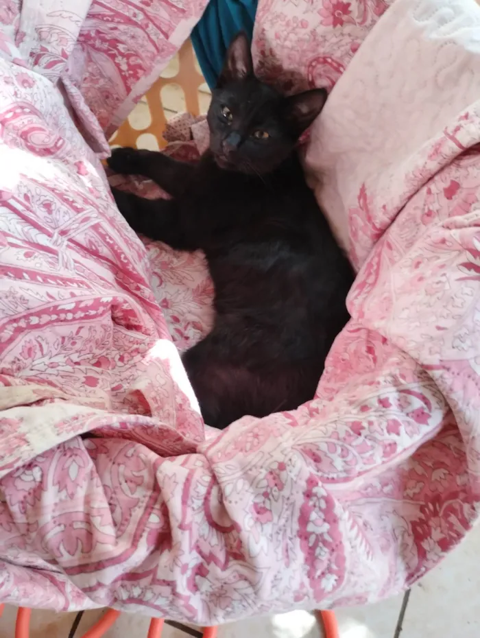Gato ra a SRD-ViraLata idade 2 a 6 meses nome Sem nome 