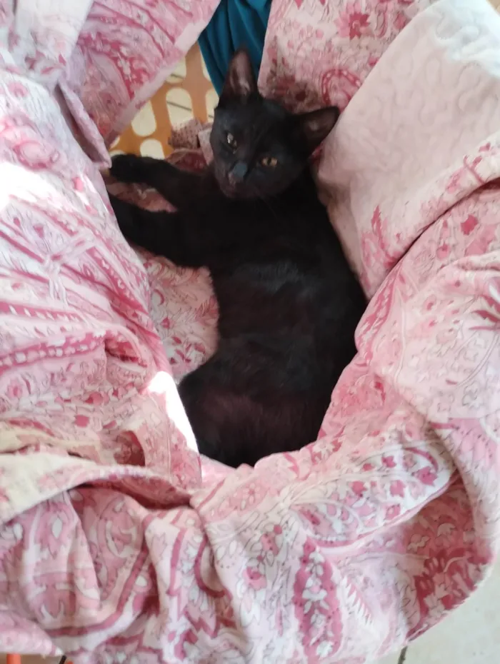 Gato ra a SRD-ViraLata idade 2 a 6 meses nome Sem nome 