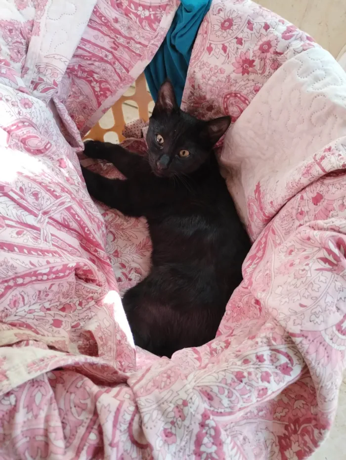 Gato ra a SRD-ViraLata idade 2 a 6 meses nome Sem nome 