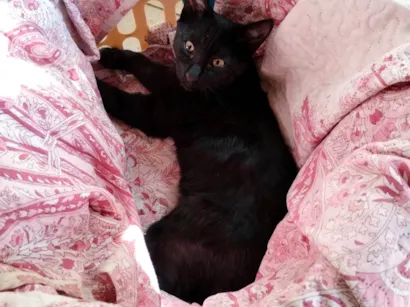 Gato raça SRD-ViraLata idade 2 a 6 meses nome Sem nome 
