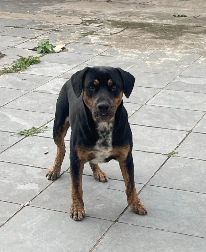 Cachorro ra a SRD-ViraLata idade 7 a 11 meses nome Skank