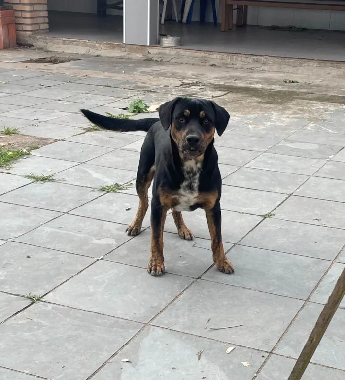 Cachorro ra a SRD-ViraLata idade 7 a 11 meses nome Skank