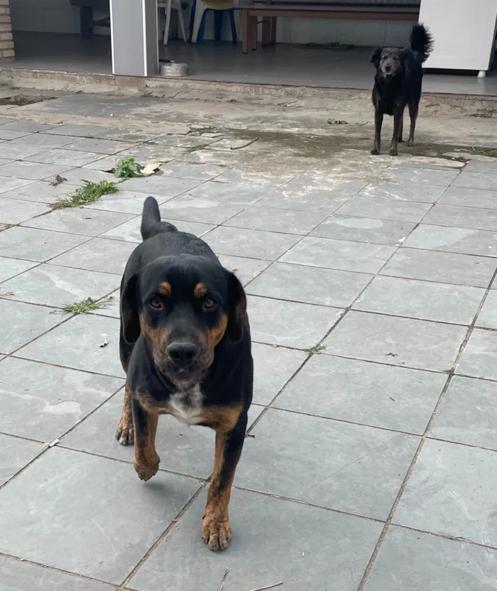 Cachorro ra a SRD-ViraLata idade 7 a 11 meses nome Skank