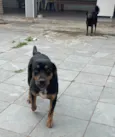Skank